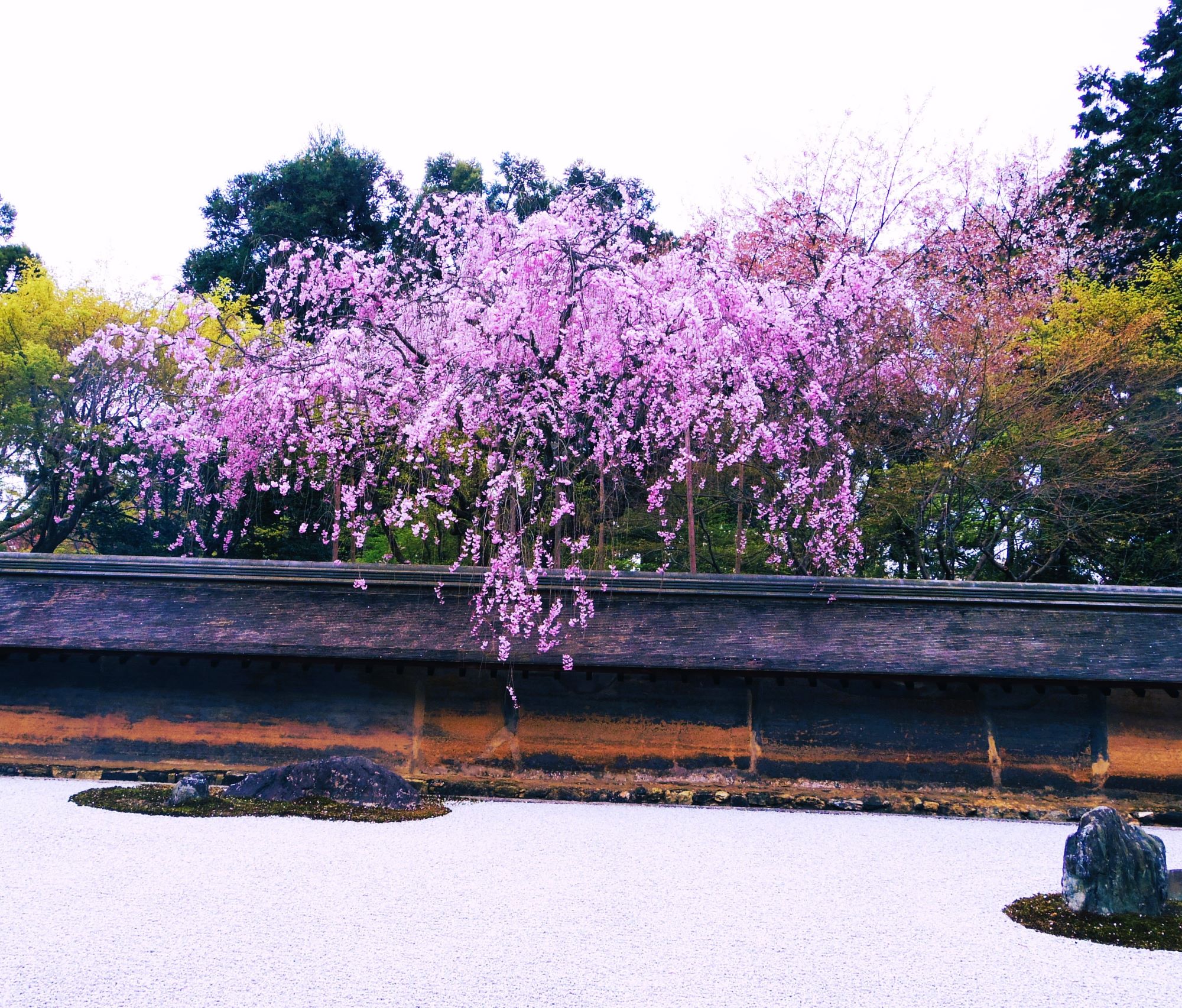 龍安寺桜③AAAAP