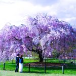 上賀茂神社桜AAAAP