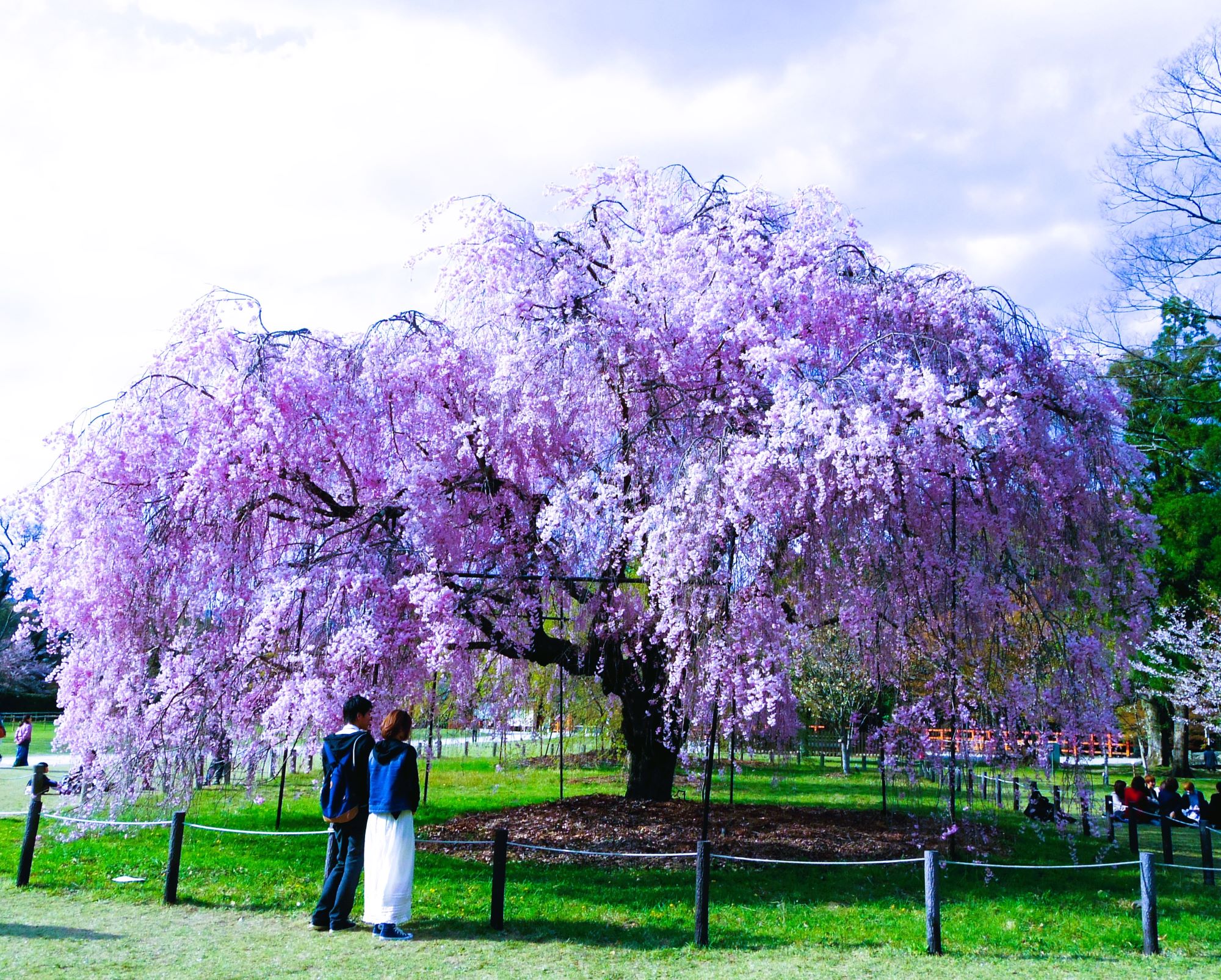 上賀茂神社桜AAAAP