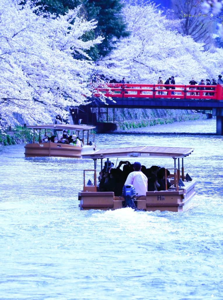 岡崎疎水桜③ AAA