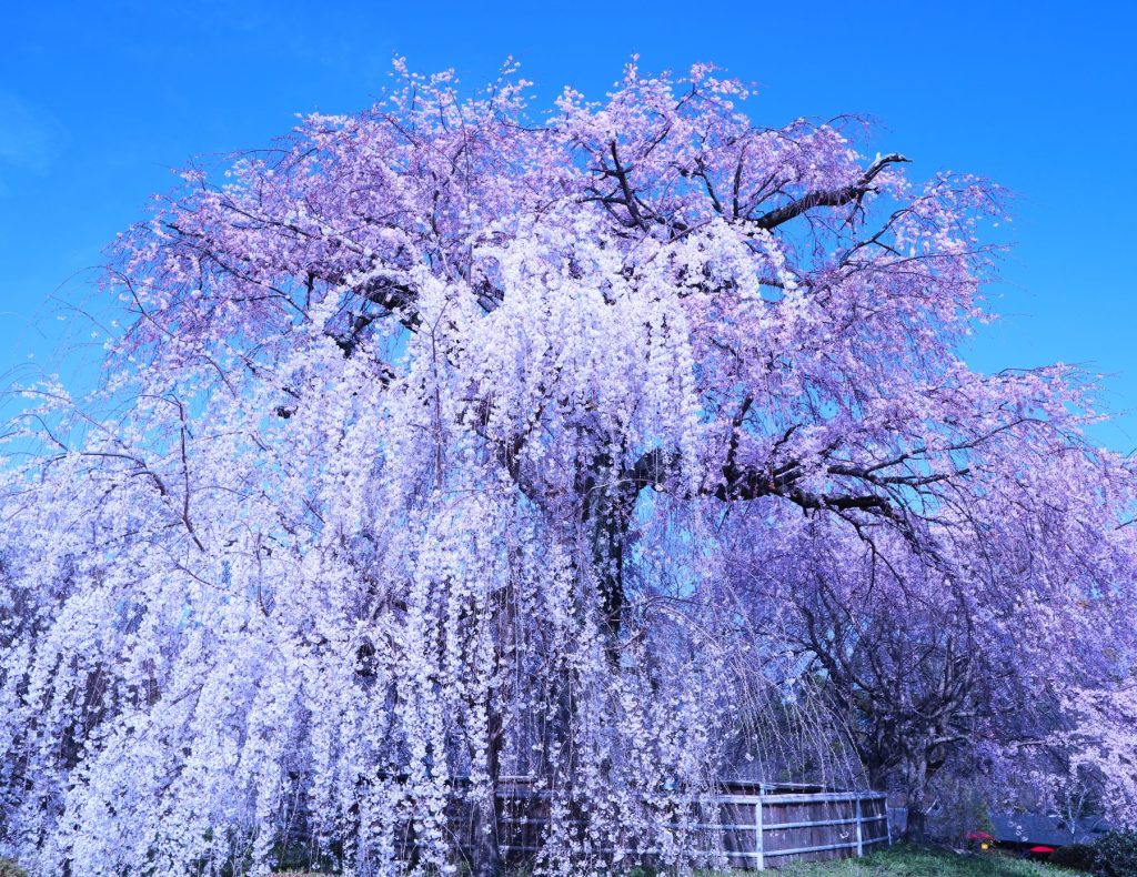 円山公園枝垂桜⑤AAAAA