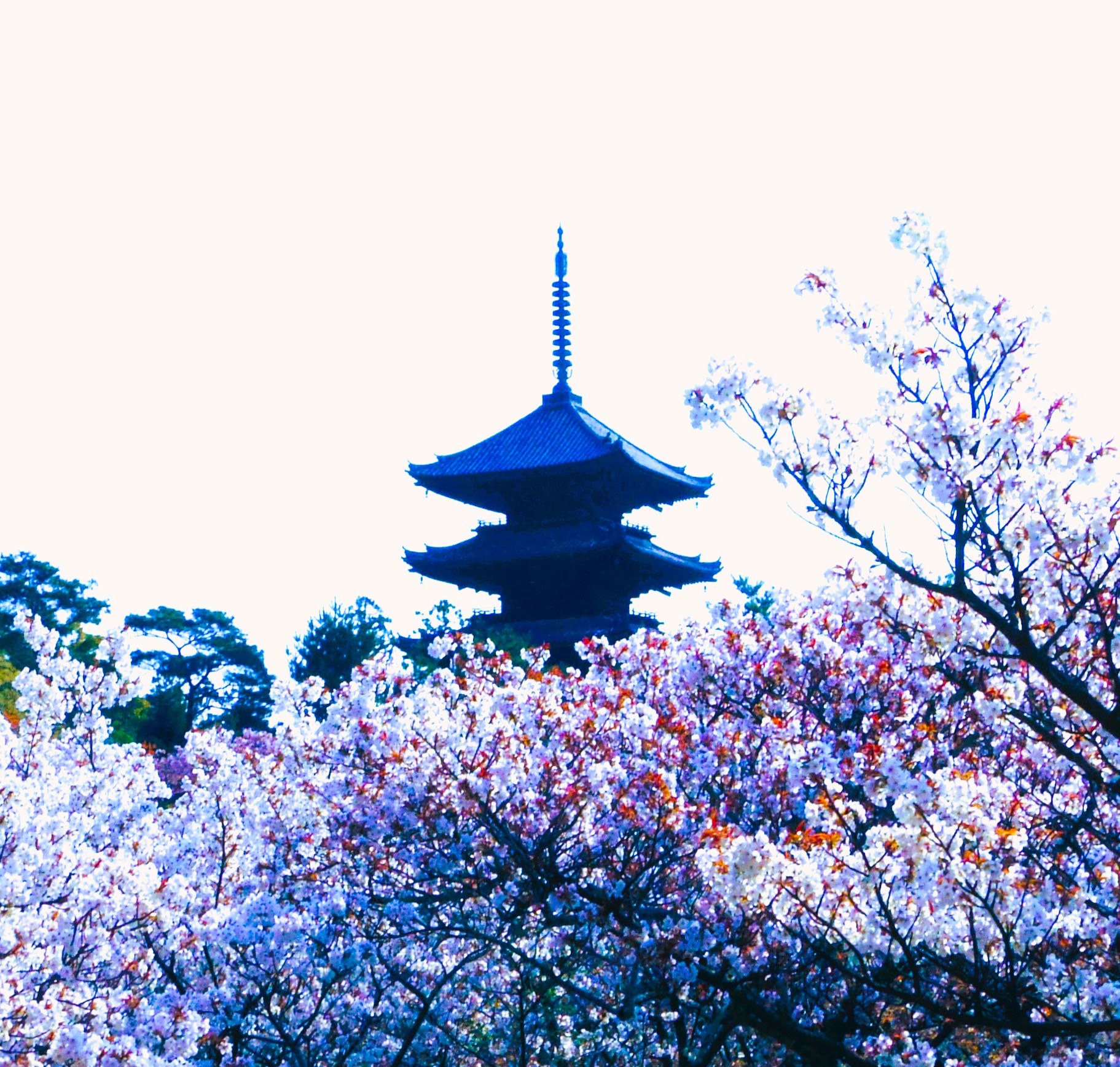 仁和寺桜➀AAAA