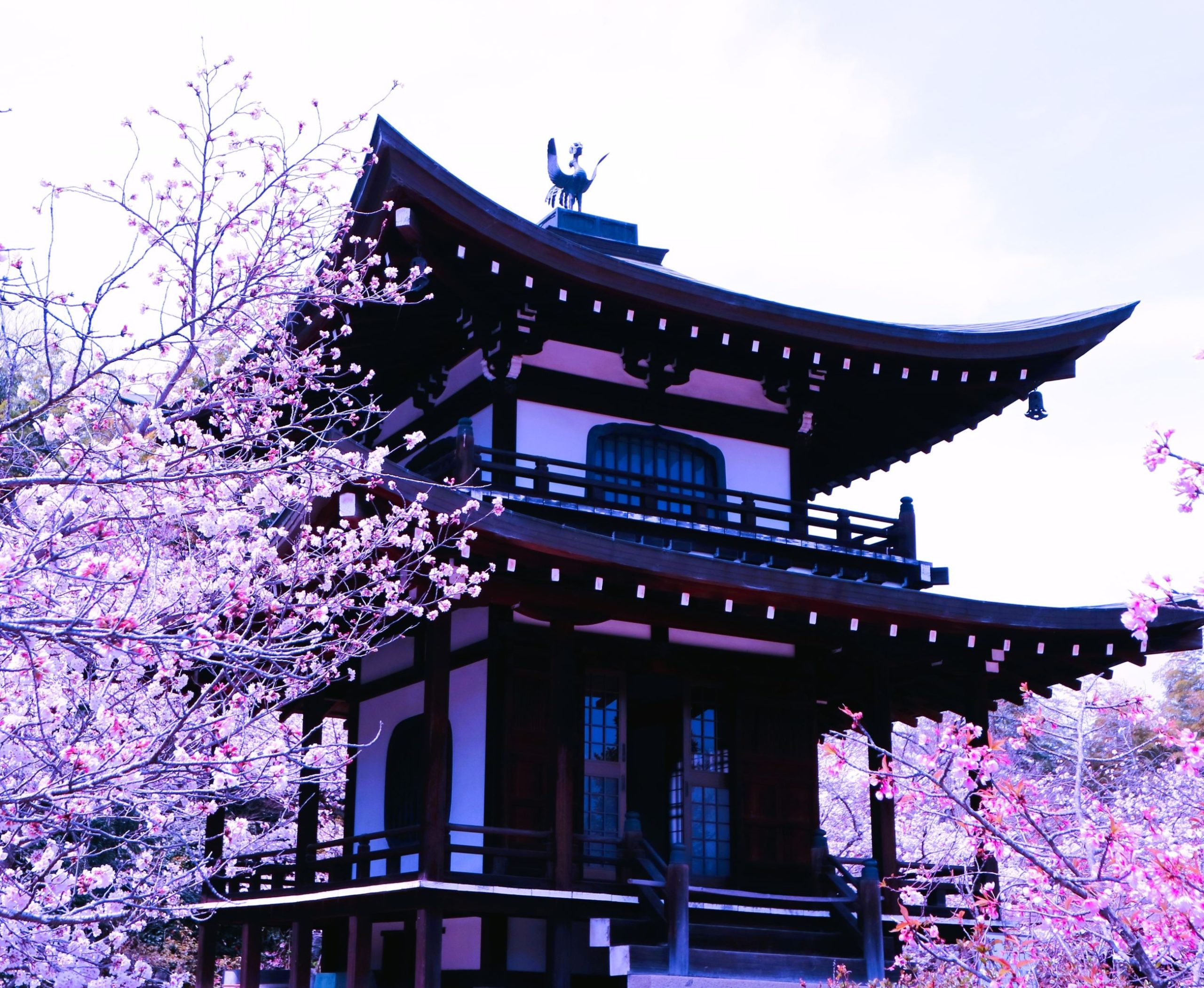 勧修寺桜④AAAAP