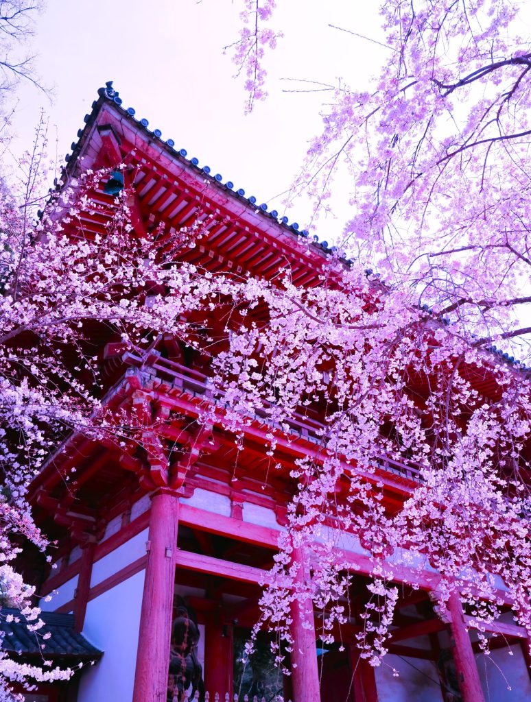 醍醐寺桜③AAAP