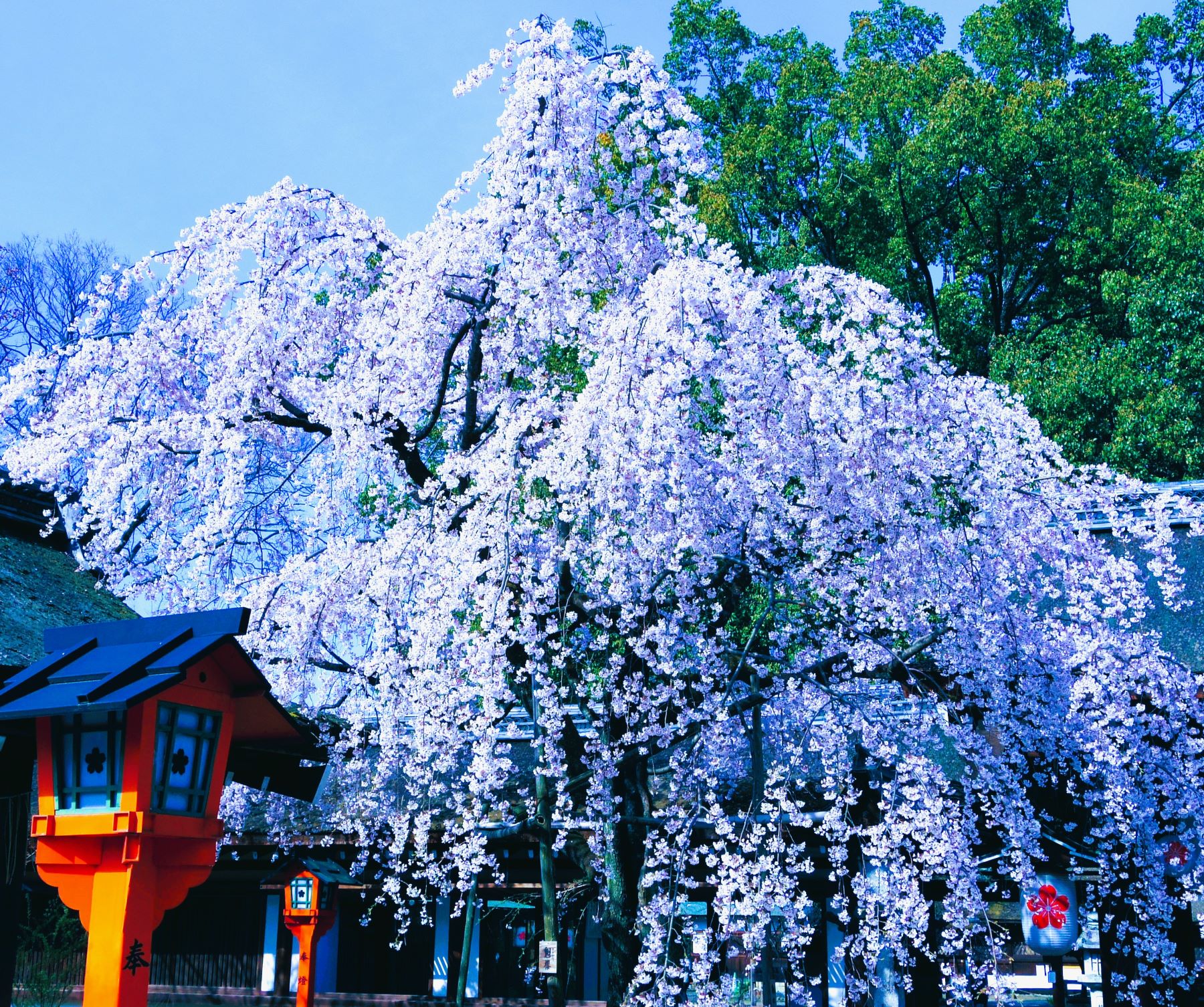 平野神社桜➀AAAAP