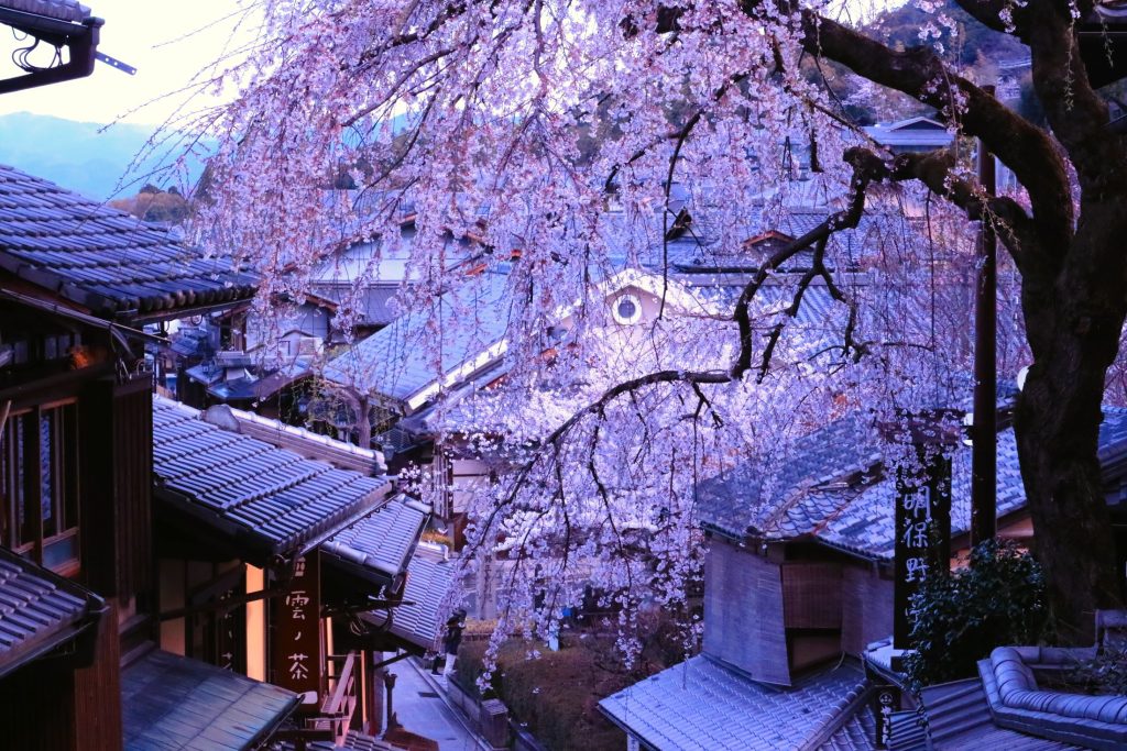 清水寺二年坂桜AAA