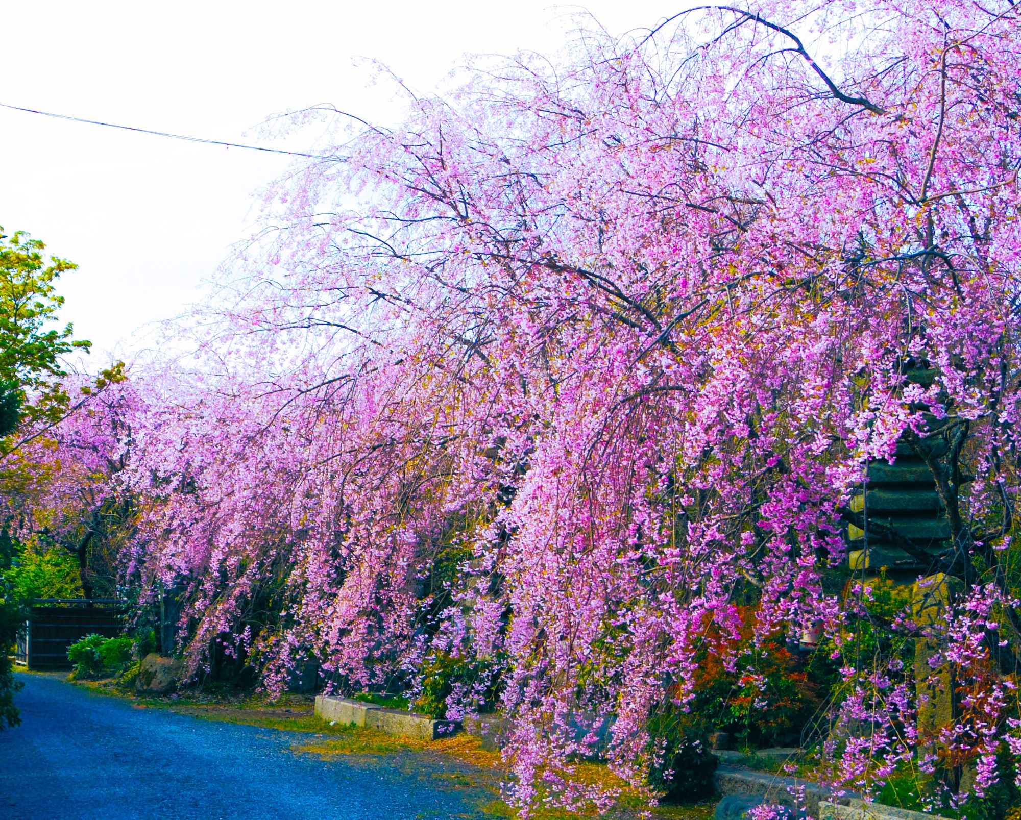 佐野藤右衛門さん自宅桜AAAAP