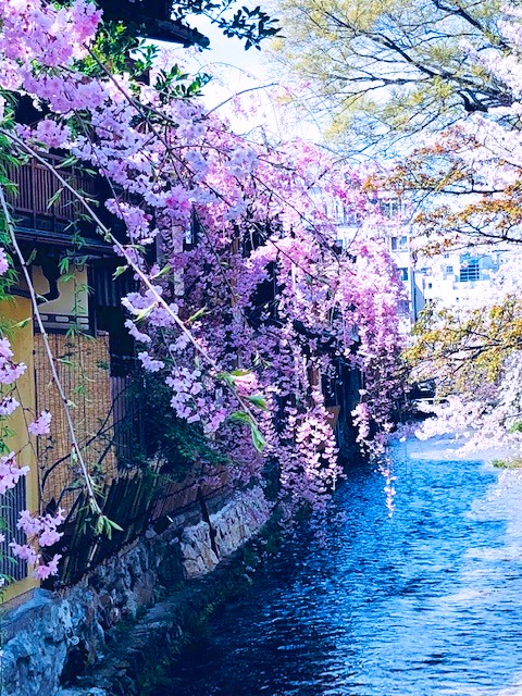 祇園白川桜➀AAA