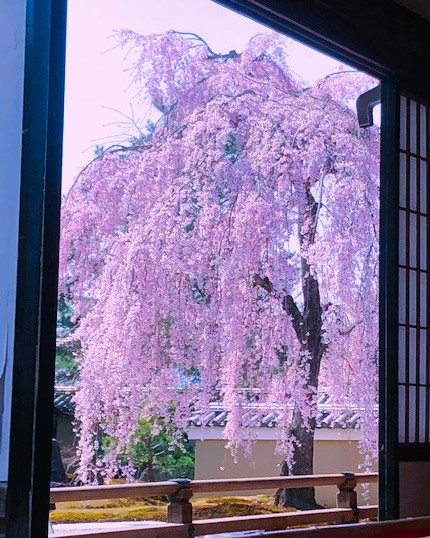 高台寺桜➀AAAA