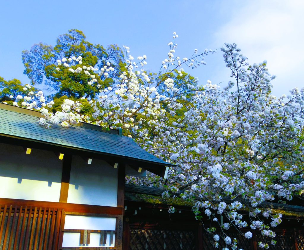 平野神社桜③AAAP