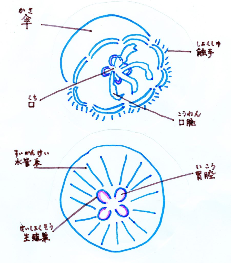 クラゲの絵