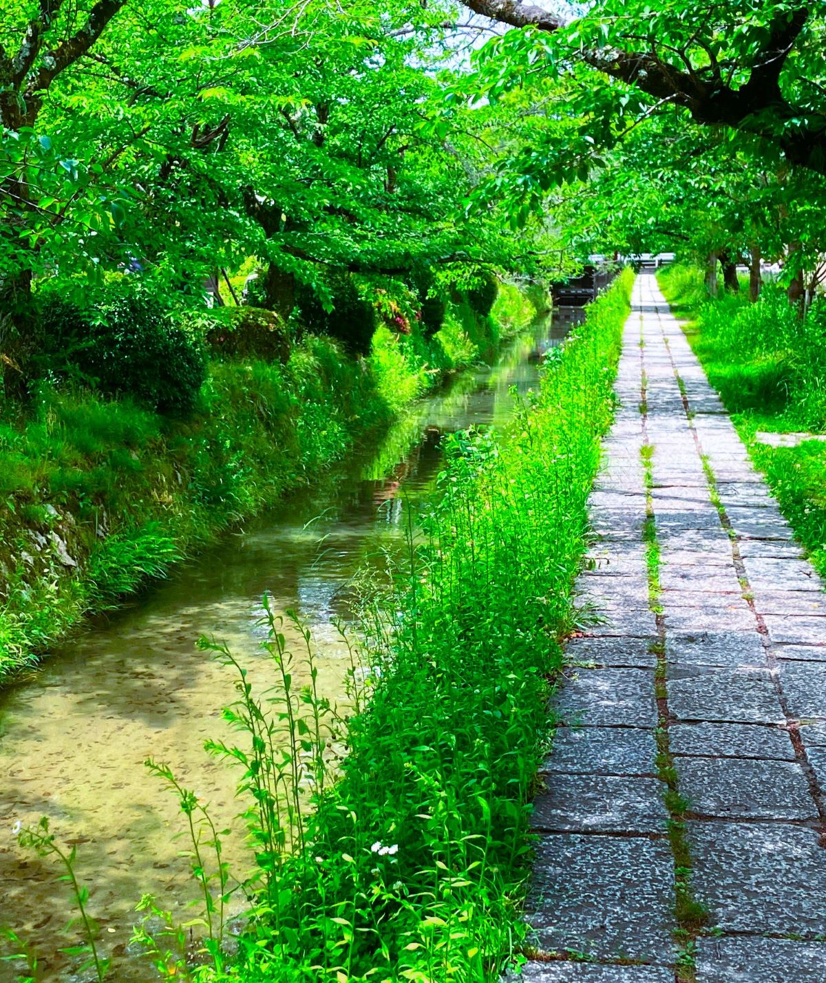 白川　銀閣寺前町