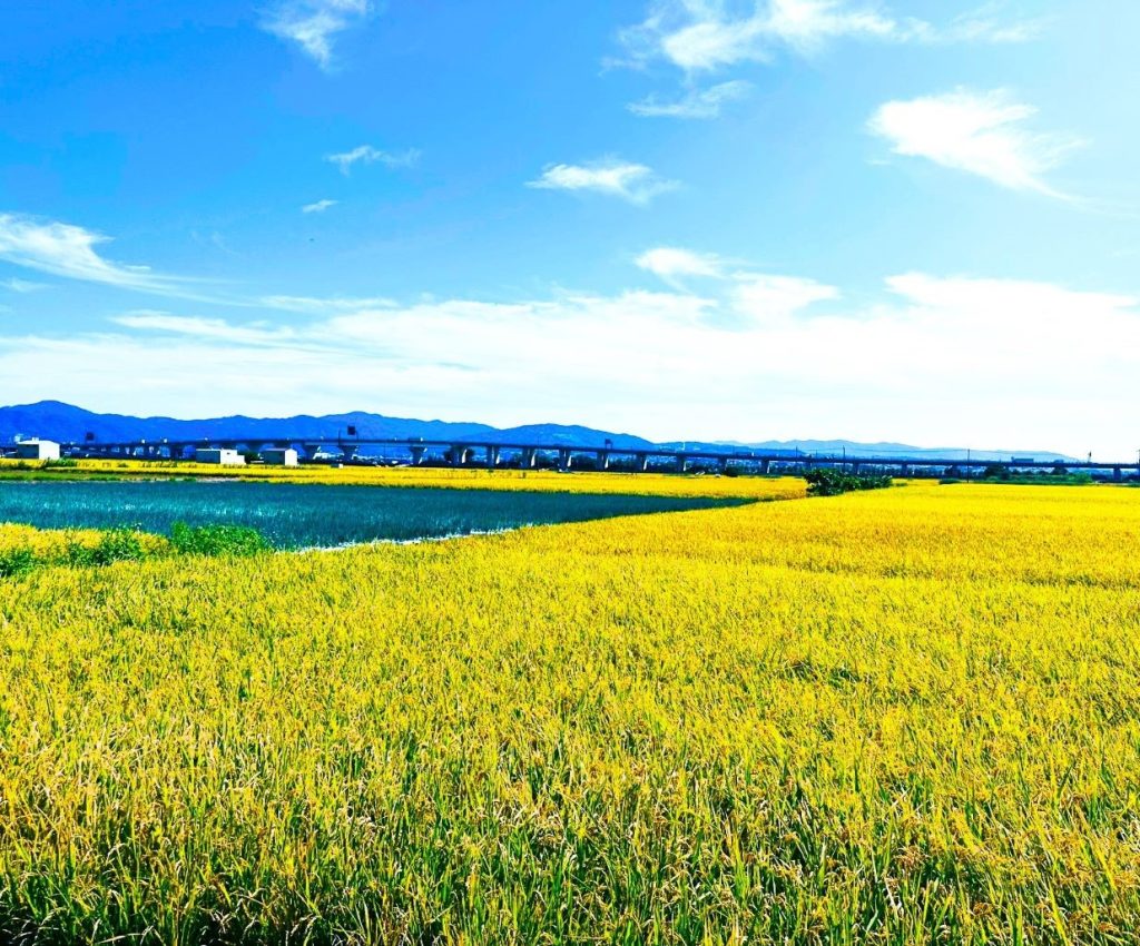 巨椋池跡農地⑥AAA