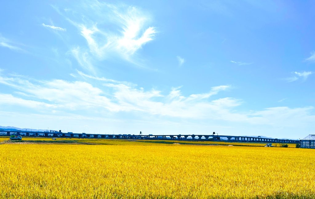 巨椋池跡農地④AA