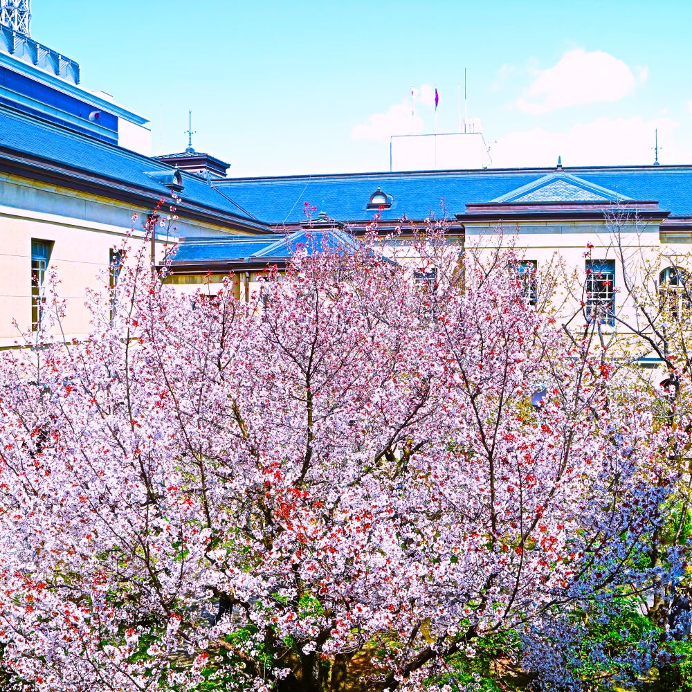 京都府庁桜②PPQ