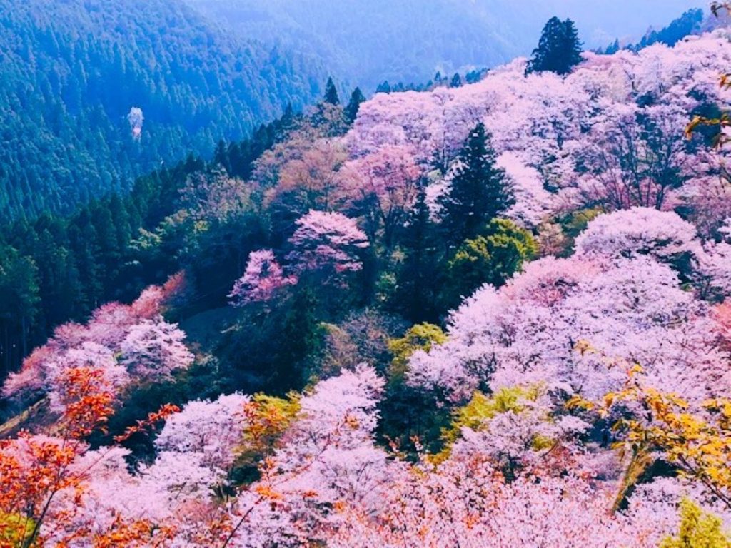 吉野桜Q