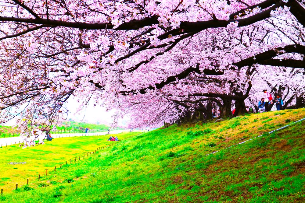 背割堤桜➀PPQ