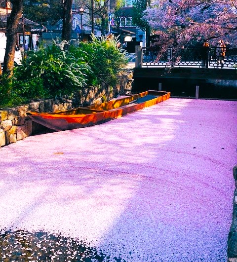 木屋町通界隈桜AAA