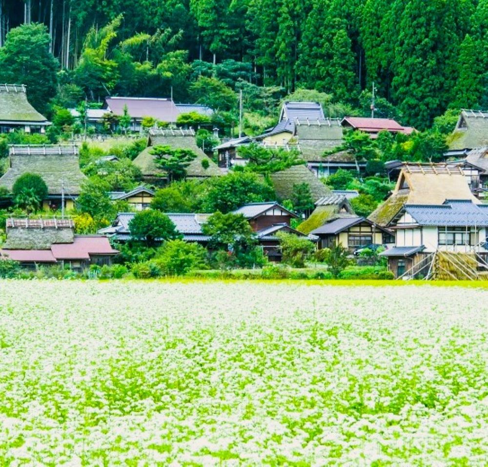 美山町の蕎麦の花