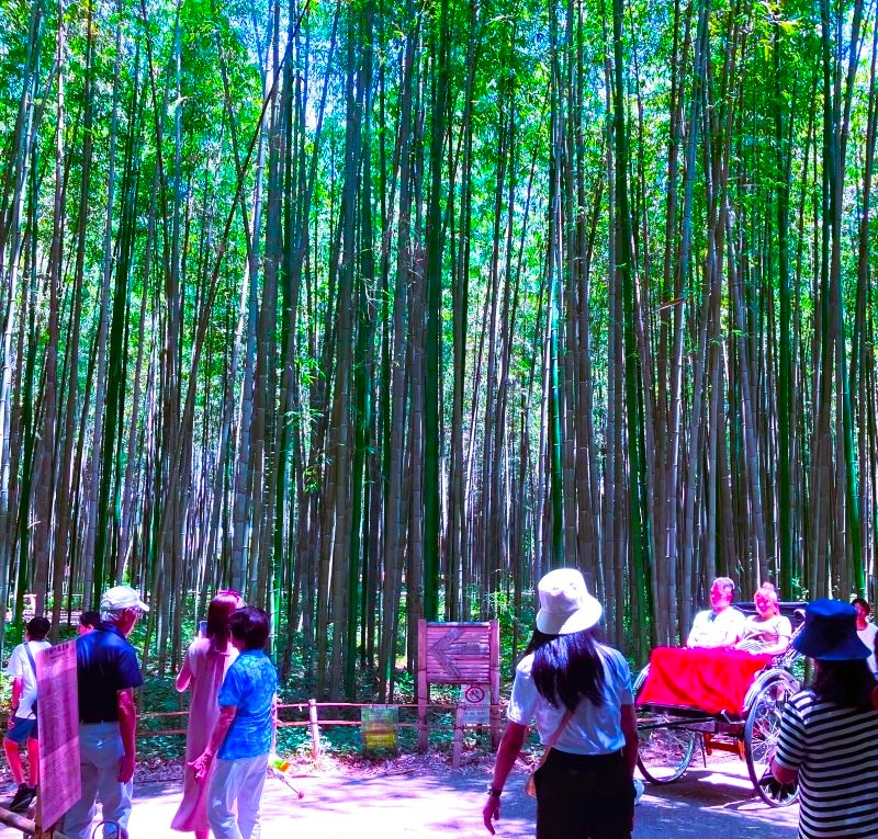 嵐山竹林