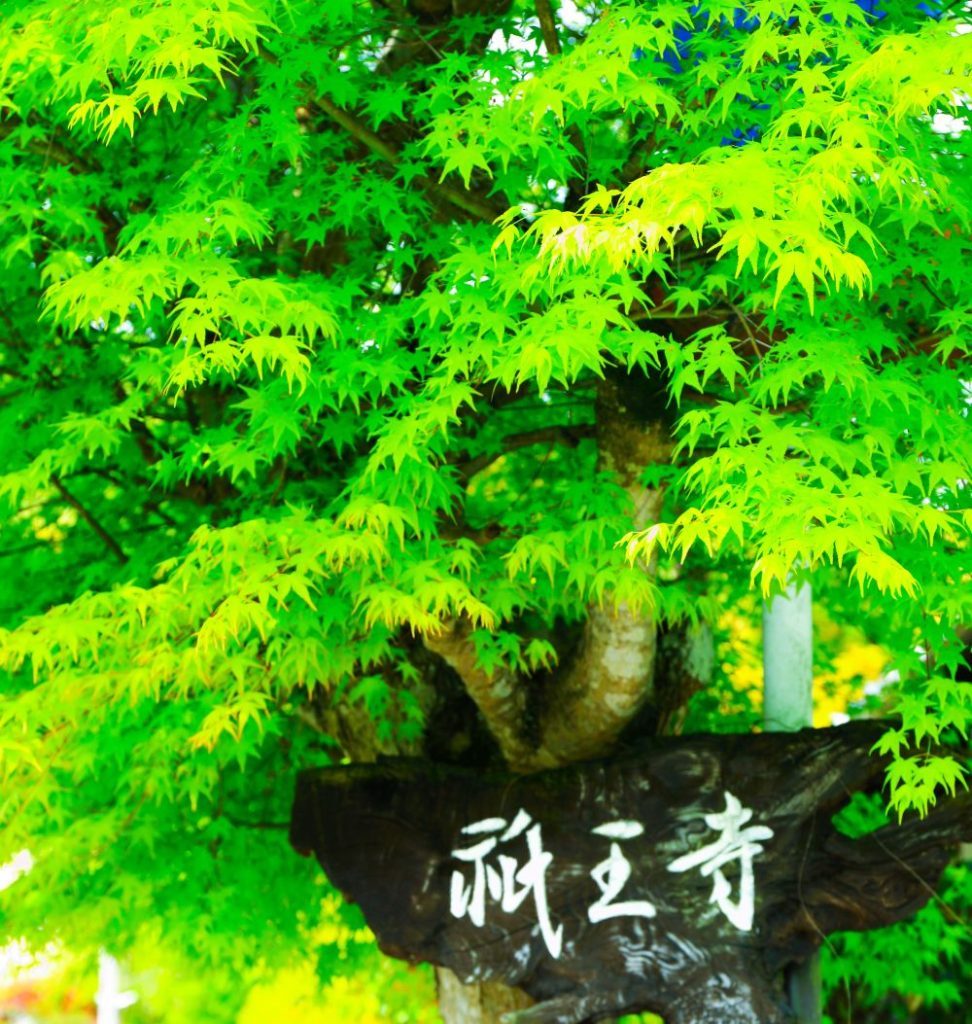 祇王寺➀i