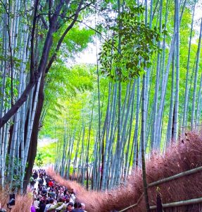 竹林の小径➀