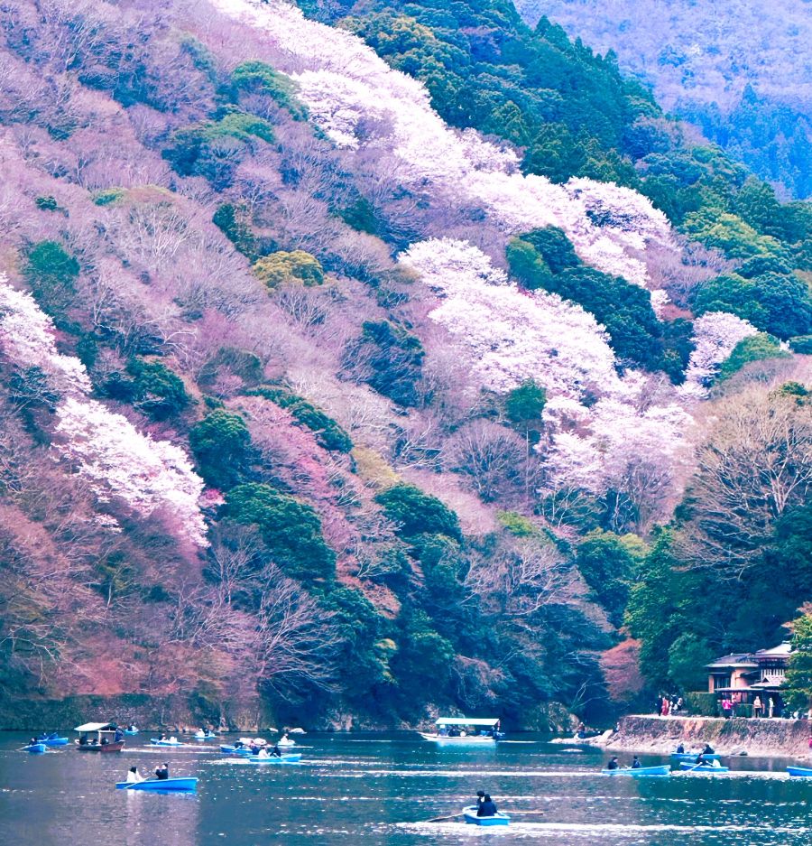 嵐山桜