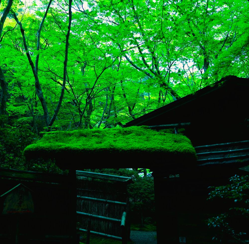 祇王寺Ai