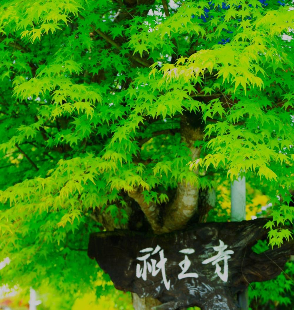 祇王寺➀i