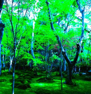 祇王寺④ii