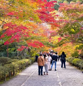 二尊院　紅葉の馬場