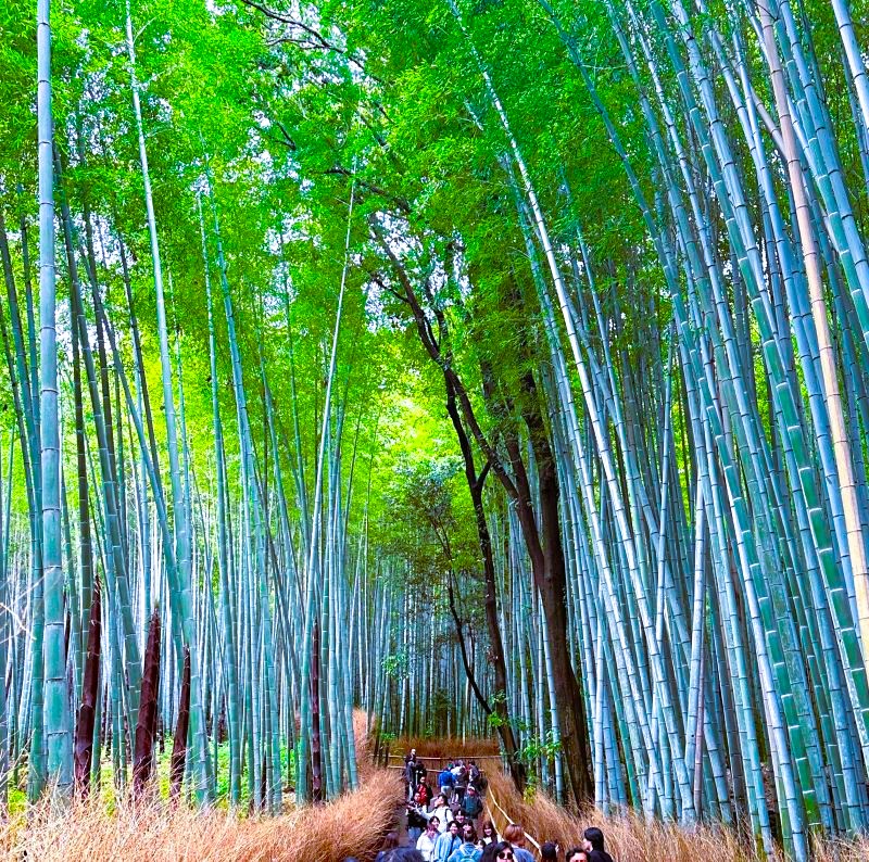 竹林の小径②