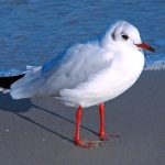 ユリカモメ