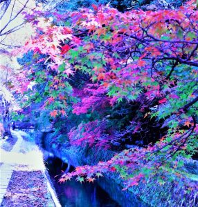 哲学の道➀Ai