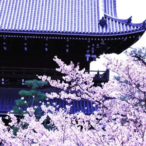 知恩院桜②i