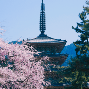 醍醐寺五重塔⑤A