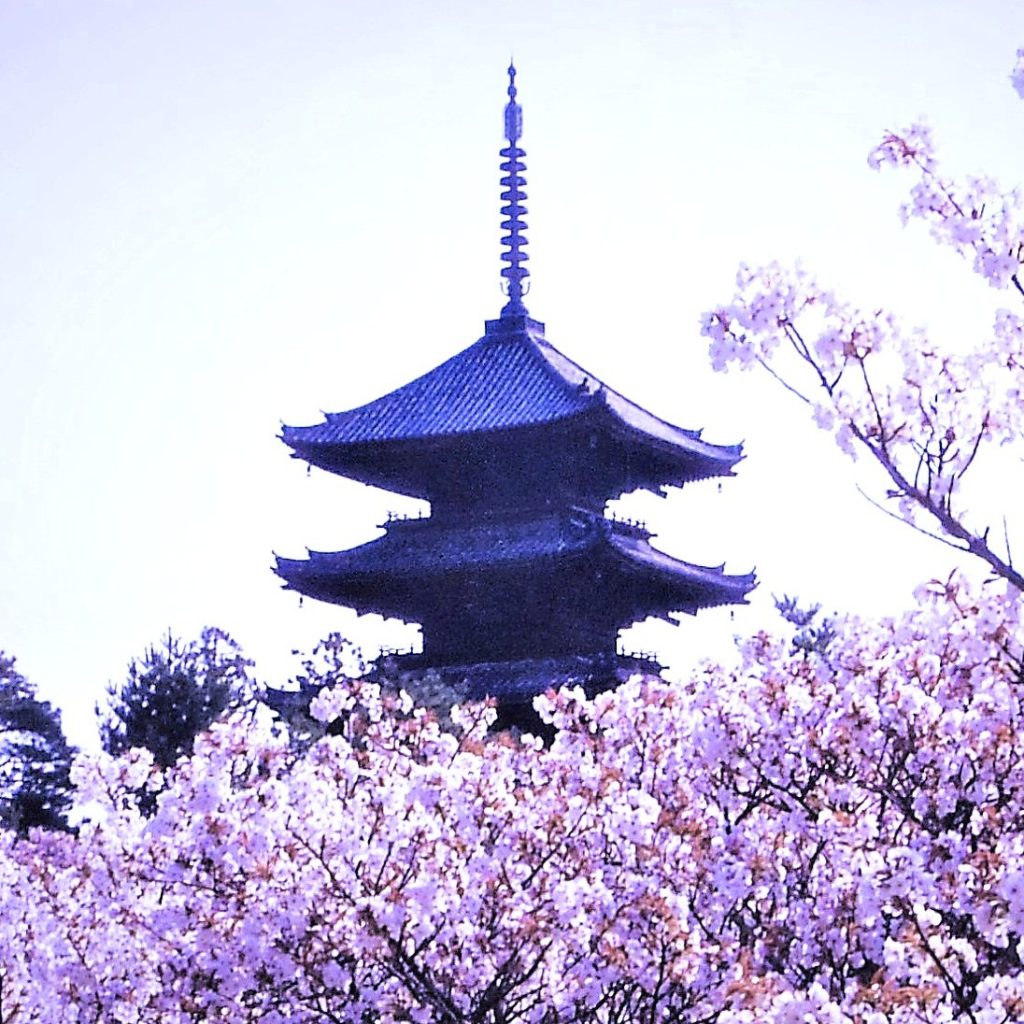仁和寺桜ii