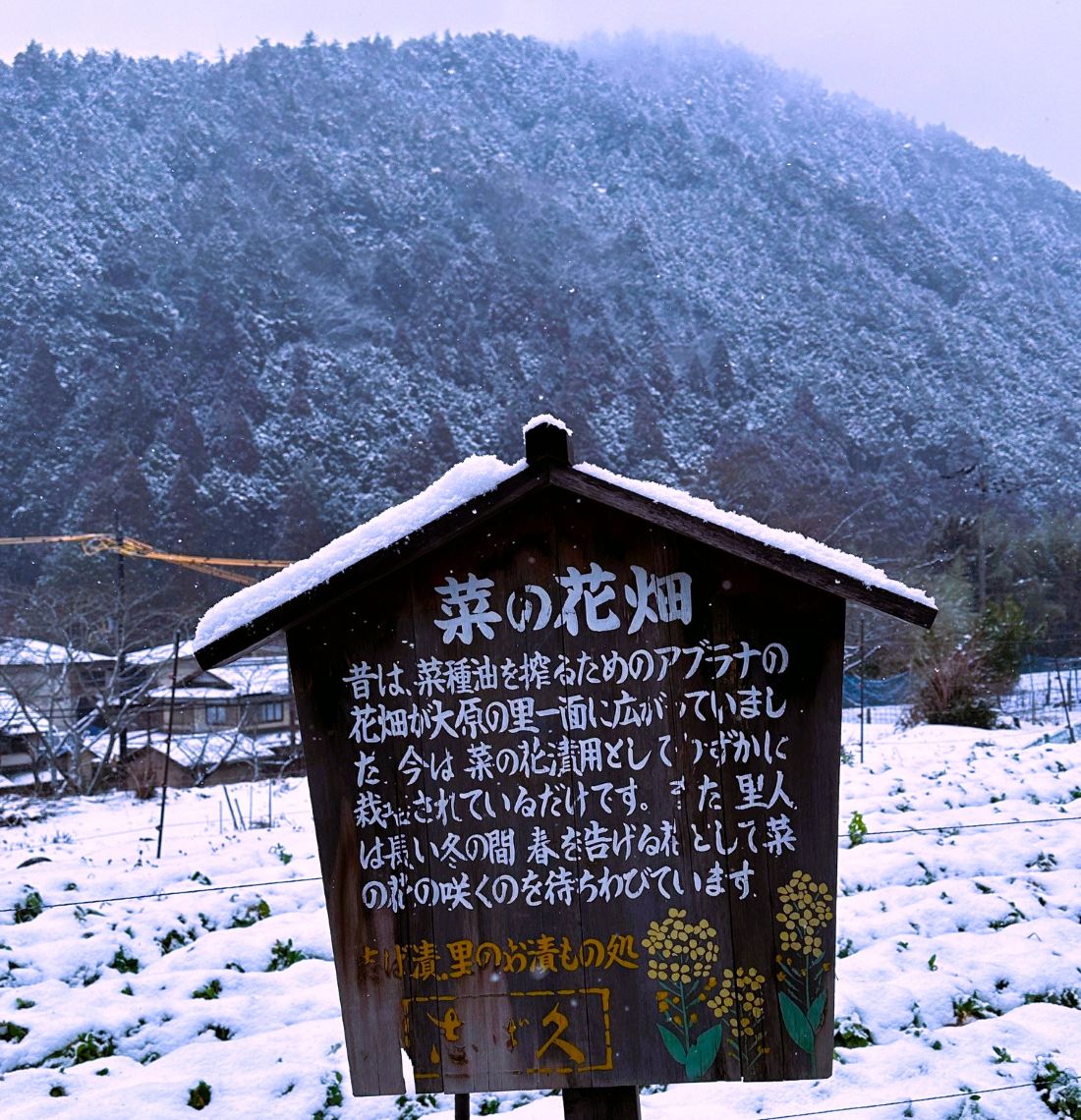 大原雪➀