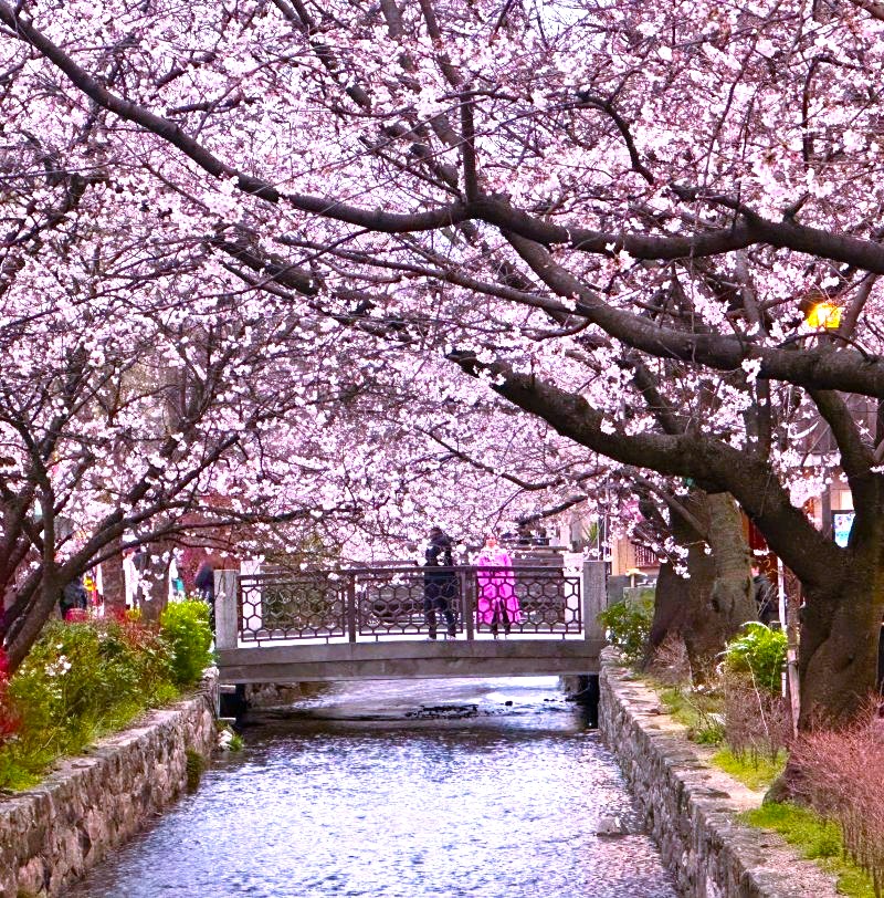 木屋町夜桜⑥Ai