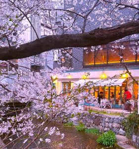 木屋町夜桜⑬Ai