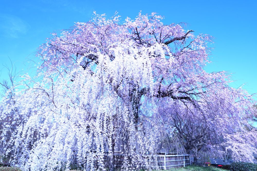 円山公園枝垂桜⑤(2022.3.30)i
