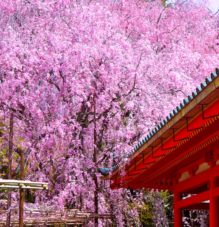 平安神宮のベニシダレ
