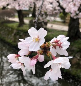 哲学の道ソメイヨシノ