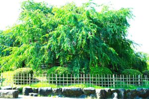 円山公園枝垂桜i