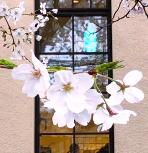 木屋町の桜
