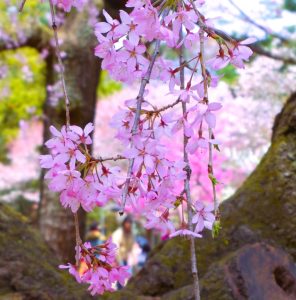 京都御所桜②ii