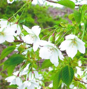 オオシマザクラi