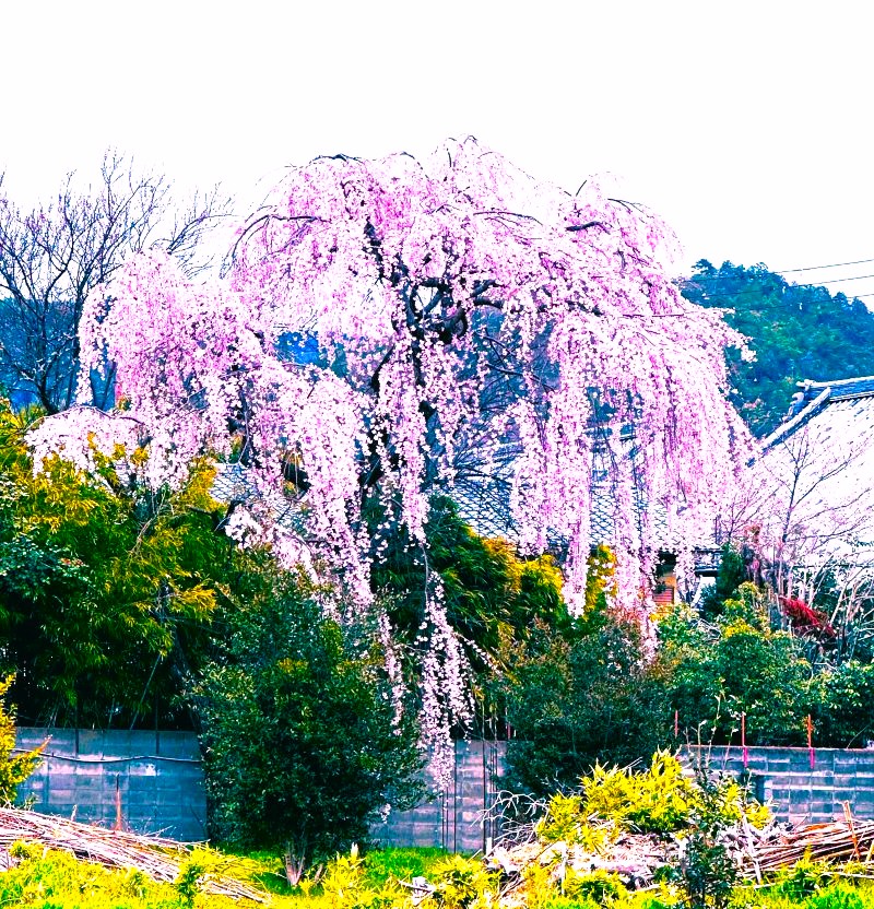 嵯峨野桜i