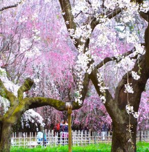 京都御所桜③i