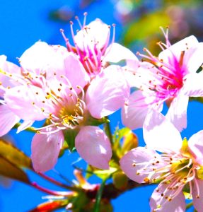 ヒマラヤザクラi